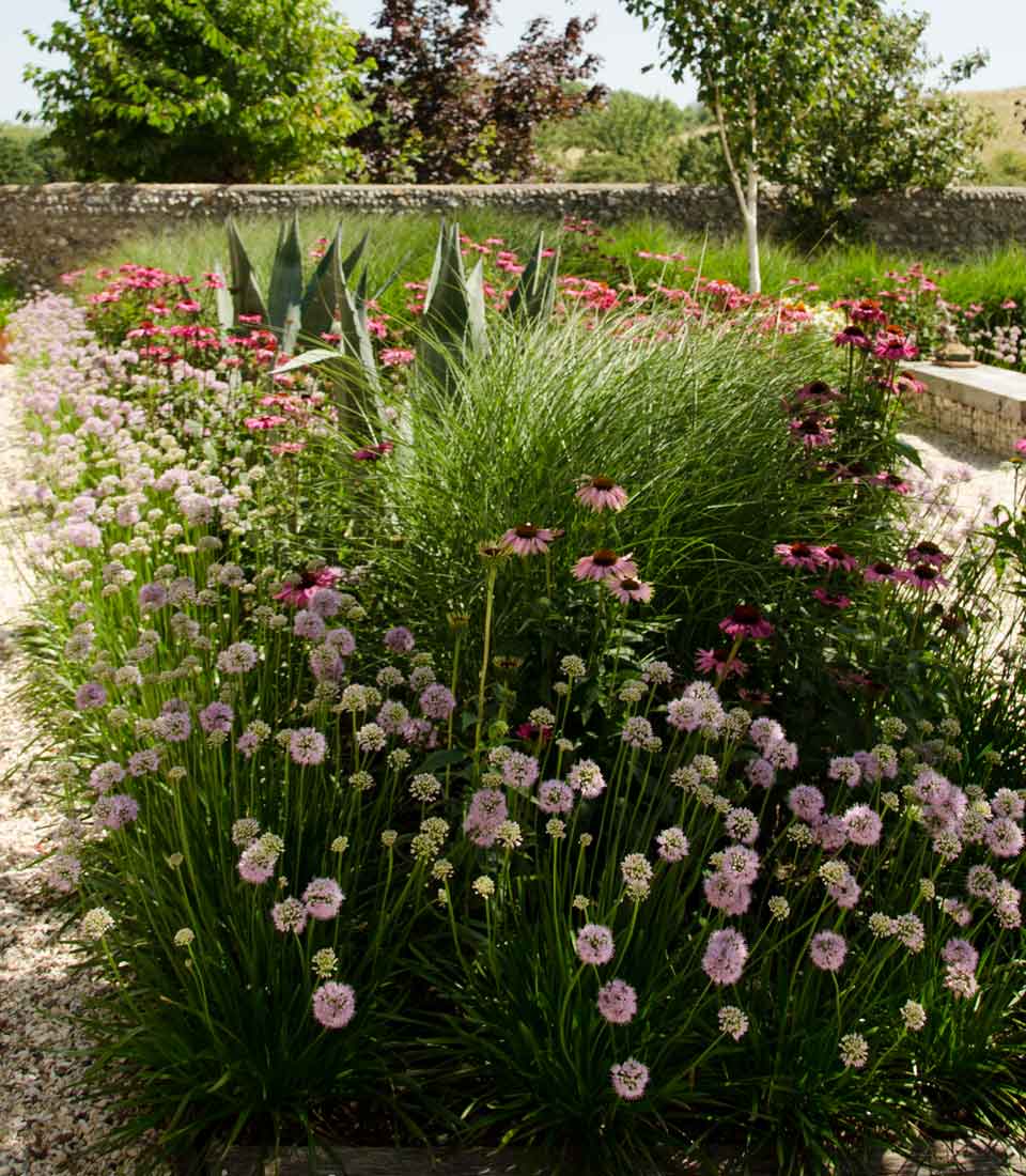 Vibrant garden filled with blooming flowers, including pink and purple varieties, and ornamental grasses. A stone path runs alongside, surrounded by lush greenery and a rustic wall in the background.