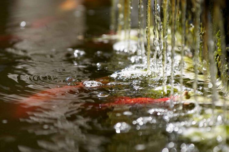 Colorful fish are swimming just beneath the surface of a pond while water trickles down from above, creating ripples and bubbles in the still water. Lush greenery is also present.