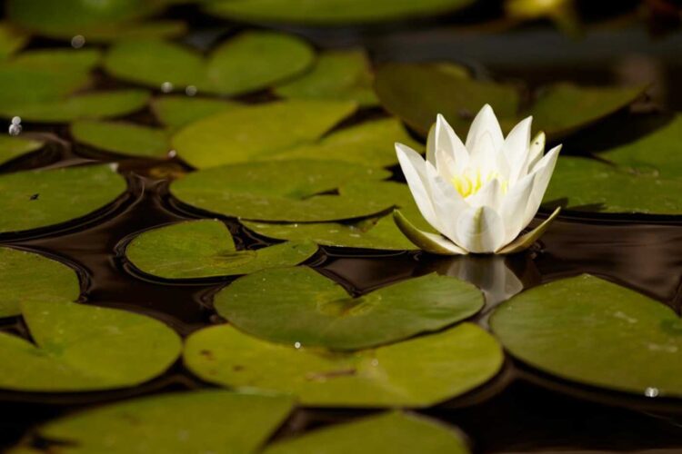 A white water lily floats serenely on dark water, surrounded by numerous green lily pads, capturing a tranquil scene in a natural wetland environment.