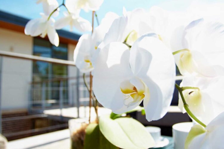 orchids