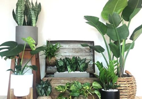 A variety of indoor plants, including tall and small species, are arranged around a wooden container. The setting features a neutral wall, creating a vibrant, natural atmosphere.