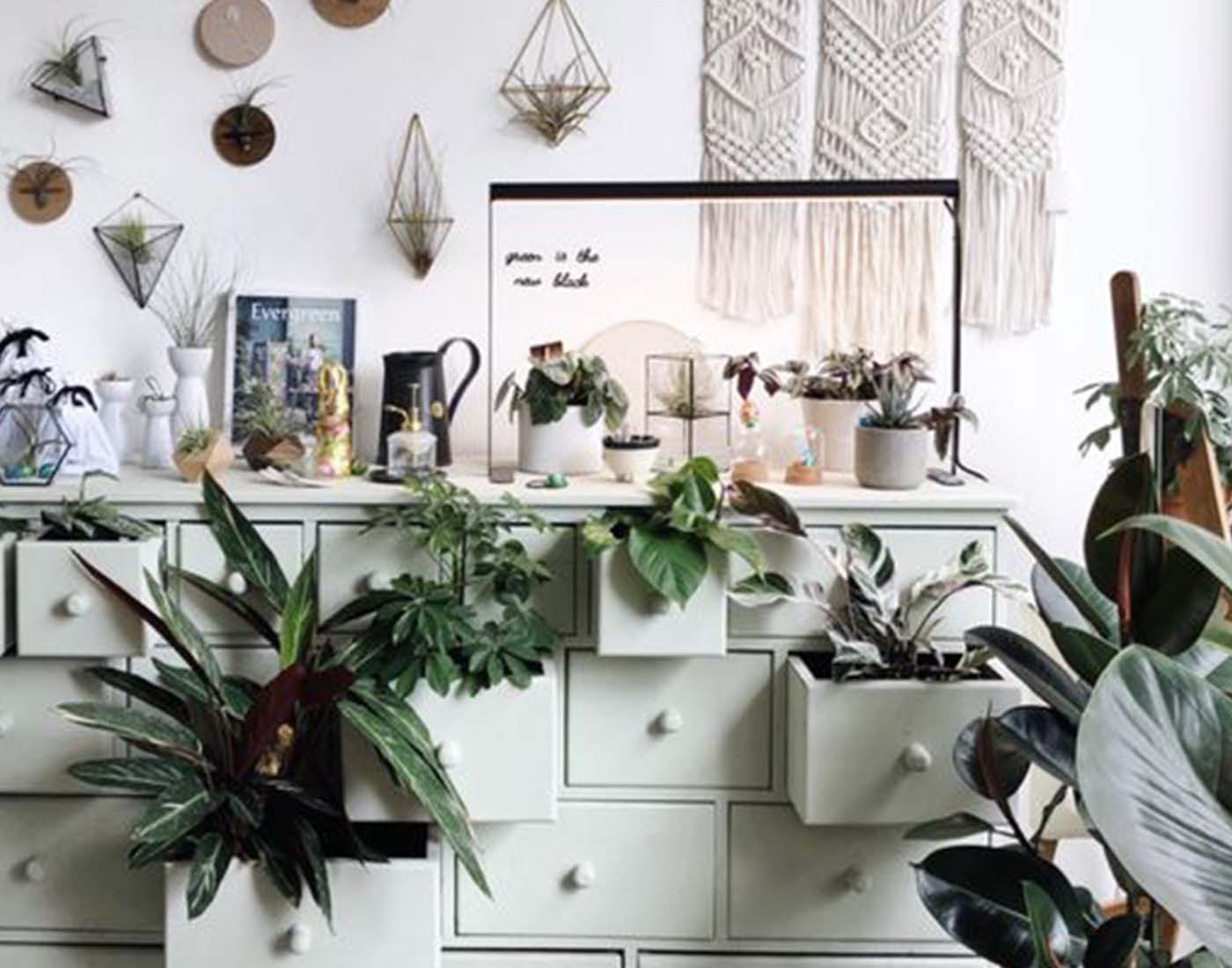 Urban Jungles Pfeiffer Design