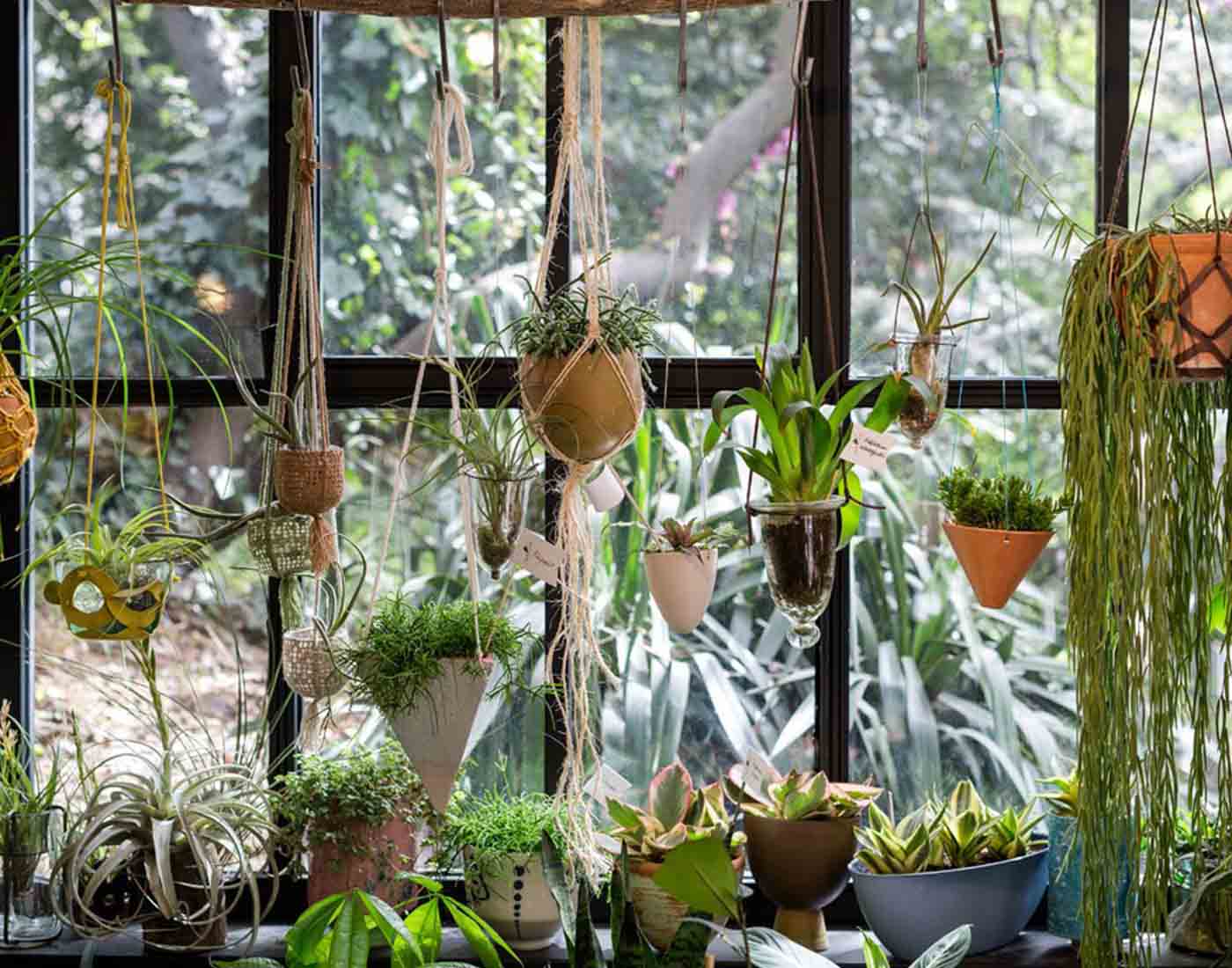 Urban Jungles Pfeiffer Design