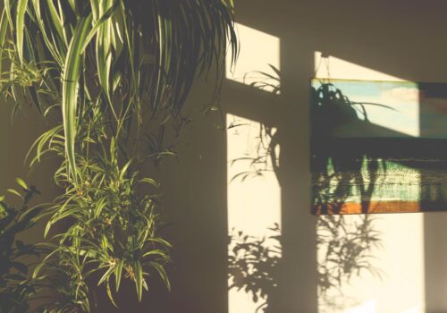 Plants hanging