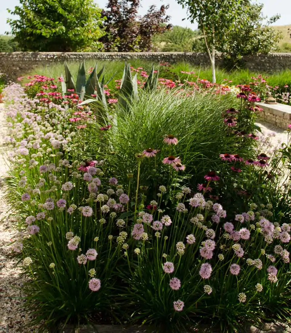 Vibrant garden filled with blooming flowers, including pink and purple varieties, and ornamental grasses. A stone path runs alongside, surrounded by lush greenery and a rustic wall in the background.
