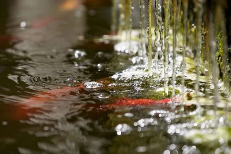 Colorful fish are swimming just beneath the surface of a pond while water trickles down from above, creating ripples and bubbles in the still water. Lush greenery is also present.