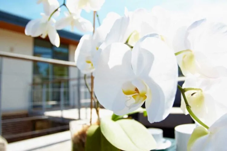 orchids