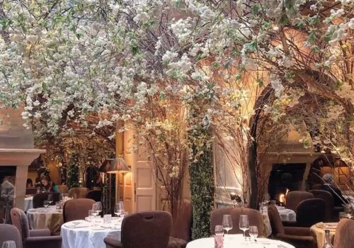 Restaurant interior with indoor blossom tree